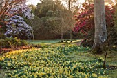 BORDE HILL GARDEN, SUSSEX: MORNING LIGHT ON DAFFODILS, NARCISSUS, RHODODENDRONS, RHODODENDRON RIREI, MAGNOLIA SARGENTIANA VAR ROBUSTA, SPRING