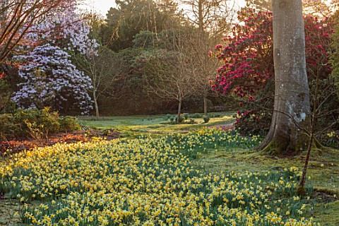 BORDE_HILL_GARDEN_SUSSEX_MORNING_LIGHT_ON_DAFFODILS_NARCISSUS_RHODODENDRONS_RHODODENDRON_RIREI_MAGNO