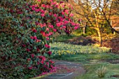 BORDE HILL GARDEN, SUSSEX: MORNING LIGHT ON DAFFODILS, NARCISSUS, RHODODENDRONS, PATH, SPRING, MARCH