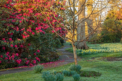 BORDE_HILL_GARDEN_SUSSEX_MORNING_LIGHT_ON_DAFFODILS_NARCISSUS_RHODODENDRONS_PATH_SPRING_MARCH