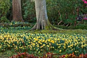 BORDE HILL GARDEN, SUSSEX: MORNING LIGHT ON DAFFODILS, NARCISSUS, RHODODENDRONS, SPRING, MARCH
