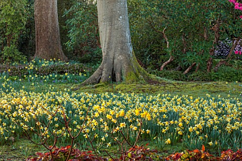 BORDE_HILL_GARDEN_SUSSEX_MORNING_LIGHT_ON_DAFFODILS_NARCISSUS_RHODODENDRONS_SPRING_MARCH