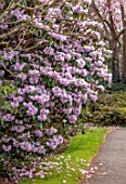 BORDE HILL GARDEN, SUSSEX: RHODODENDRONS, RHODODENDRON RIREI, SPRING, WOODLAND, MARCH, BLOOMS, FLOWERS