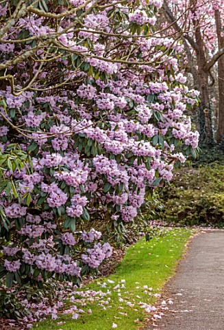 BORDE_HILL_GARDEN_SUSSEX_RHODODENDRONS_RHODODENDRON_RIREI_SPRING_WOODLAND_MARCH_BLOOMS_FLOWERS