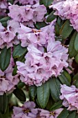 BORDE HILL GARDEN, SUSSEX: RHODODENDRONS, RHODODENDRON RIREI, SPRING, WOODLAND, MARCH, BLOOMS, FLOWERS