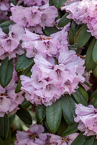 BORDE_HILL_GARDEN_SUSSEX_RHODODENDRONS_RHODODENDRON_RIREI_SPRING_WOODLAND_MARCH_BLOOMS_FLOWERS