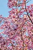 BORDE HILL GARDEN, SUSSEX: PINK FLOWERS OF MAGNOLIA X CAMPBELLII, SPRING, MARCH, BLOOMS, TREES, DECIDUOUS, BLOSSOM, SCENTED, FRAGRANT