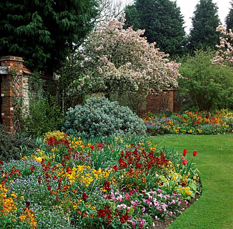 CORNER_OF_WALLED_GARDEN_WITH_MALUS_FLORIBUNDA_IN_BLOSSOM_AND_BORDERS_OF_MIXED_SPRING_BEDDING_MR__MRS