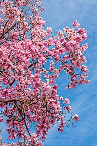 BORDE_HILL_GARDEN_SUSSEX_PINK_FLOWERS_OF_MAGNOLIA_X_CAMPBELLII_SPRING_MARCH_BLOOMS_TREES_DECIDUOUS_B