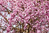 BORDE HILL GARDEN, SUSSEX: PINK FLOWERS OF MAGNOLIA X CAMPBELLII, SPRING, MARCH, BLOOMS, TREES, DECIDUOUS, BLOSSOM, SCENTED, FRAGRANT