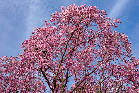 BORDE_HILL_GARDEN_SUSSEX_PINK_FLOWERS_OF_MAGNOLIA_X_CAMPBELLII_SPRING_MARCH_BLOOMS_TREES_DECIDUOUS_B