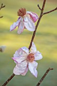 BORDE HILL GARDEN, SUSSEX: PINK FLOWERS OF MAGNOLIA PREMIER CRU, SPRING, MARCH, BLOOMS, TREES, DECIDUOUS, BLOSSOM, SCENTED, FRAGRANT