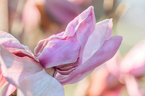 BORDE_HILL_GARDEN_SUSSEX_PINK_FLOWERS_OF_MAGNOLIA_PREMIER_CRU_SPRING_MARCH_BLOOMS_TREES_DECIDUOUS_BL