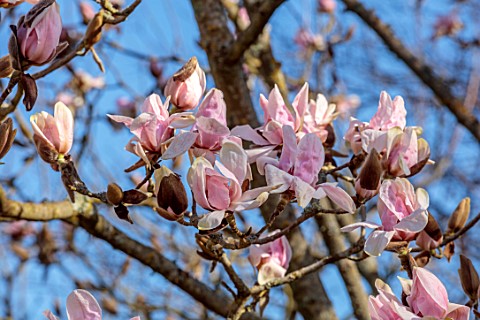 BORDE_HILL_GARDEN_SUSSEX_PINK_FLOWERS_OF_MAGNOLIA_SARGENTIANA_VAR_ROBUSTA_SPRING_MARCH_BLOOMS_TREES_