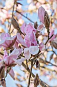 BORDE HILL GARDEN, SUSSEX: PINK FLOWERS OF MAGNOLIA SARGENTIANA VAR. ROBUSTA, SPRING, MARCH, BLOOMS, TREES, DECIDUOUS, BLOSSOM, SCENTED, FRAGRANT