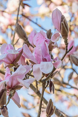 BORDE_HILL_GARDEN_SUSSEX_PINK_FLOWERS_OF_MAGNOLIA_SARGENTIANA_VAR_ROBUSTA_SPRING_MARCH_BLOOMS_TREES_