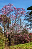 BORDE HILL GARDEN, SUSSEX: PINK FLOWERS OF MAGNOLIA CAMPBELLII VAR. MOLLICOMATA, SPRING, MARCH, BLOOMS, TREES, DECIDUOUS, BLOSSOM, SCENTED
