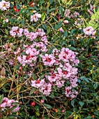 BORDE HILL GARDEN, SUSSEX: PINK FLOWERS OF RHODODENDRON, SPRING, MARCH, BLOSSOM, SCENTED