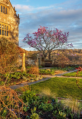 GRAVETYE_MANOR_SUSSEX_LAWN_PINK_FLOWERS_OF_MAGNOLIA_CAMPBELLII_SPRING_MARCH_EVENING_LIGHT