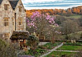 GRAVETYE MANOR, SUSSEX: LAWN, PINK FLOWERS OFMAGNOLIA CAMPBELLII, SPRING, MARCH, EVENING LIGHT