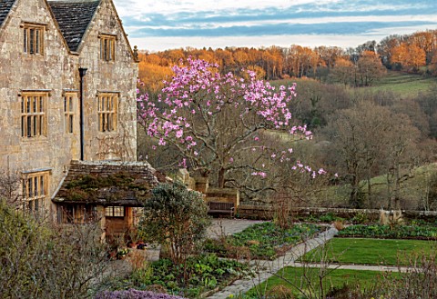 GRAVETYE_MANOR_SUSSEX_LAWN_PINK_FLOWERS_OFMAGNOLIA_CAMPBELLII_SPRING_MARCH_EVENING_LIGHT