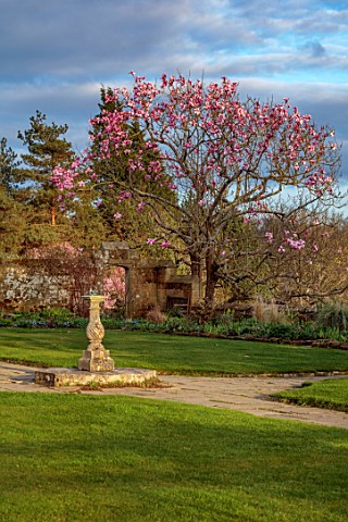 GRAVETYE_MANOR_SUSSEX_LAWN_SUNDIAL_AND_PINK_FLOWERS_OF_MAGNOLIA_CAMPBELLII_SPRING_MARCH_EVENING_LIGH