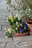 GRAVETYE MANOR, SUSSEX: CONTAINERS BY BACK DOOR QWITH HYACINTHS, NARCISSUS MARY POPPINS, HOOP PETTICOAT DAFFODIL