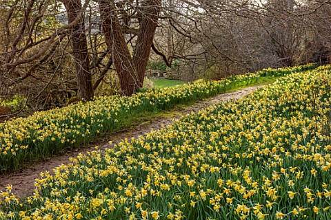 GRAVETYE_MANOR_SUSSEX_GRASS_PATH_NARCISSUS_DAFFODILS_DRIFTS_CARPETS_YELLOW_FLOWERS_BLOOMS_BLOSSOMS_W
