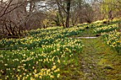 GRAVETYE MANOR, SUSSEX: GRASS PATH, NARCISSUS, DAFFODILS, DRIFTS, CARPETS, YELLOW FLOWERS, BLOOMS, BLOSSOMS, WOODLAND, MARCH, SPRING