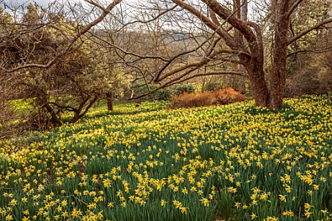 GRAVETYE_MANOR_SUSSEX_NARCISSUS_DAFFODILS_DRIFTS_CARPETS_YELLOW_FLOWERS_BLOOMS_BLOSSOMS_WOODLAND_MAR