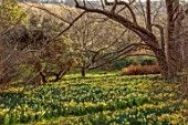 GRAVETYE MANOR, SUSSEX: NARCISSUS, DAFFODILS, DRIFTS, CARPETS, YELLOW FLOWERS, BLOOMS, BLOSSOMS, WOODLAND, MARCH, SPRING