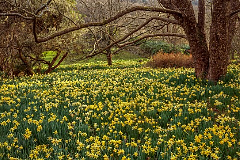 GRAVETYE_MANOR_SUSSEX_NARCISSUS_DAFFODILS_DRIFTS_CARPETS_YELLOW_FLOWERS_BLOOMS_BLOSSOMS_WOODLAND_MAR