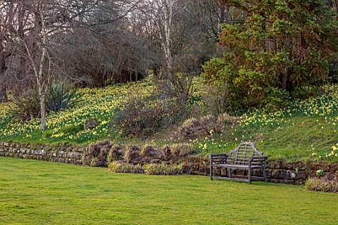 GRAVETYE_MANOR_SUSSEX_LAWN_WALL_NARCISSUS_DAFFODILS_DRIFTS_CARPETS_YELLOW_FLOWERS_BLOOMS_BLOSSOMS_WO