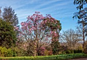 BORDE HILL GARDEN, SUSSEX: PINK FLOWERS OF MAGNOLIA CAMPBELLII VAR. MOLLICOMATA, SPRING, MARCH, BLOOMS, TREES, DECIDUOUS, BLOSSOM, SCENTED