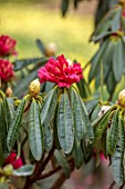 GRAVETYE MANOR, SUSSEX: PINK, RED, FLOWERS OF RHODODENDRON, MARCH, SPRING, BLOSSOMS, BLOOMS