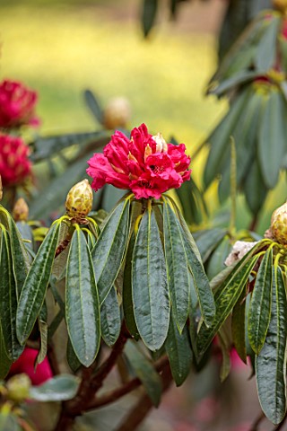 GRAVETYE_MANOR_SUSSEX_PINK_RED_FLOWERS_OF_RHODODENDRON_MARCH_SPRING_BLOSSOMS_BLOOMS