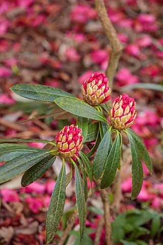 GRAVETYE_MANOR_SUSSEX_PINK_RED_BUDS_EMERGING_FLOWERS_OF_RHODODENDRON_MARCH_SPRING_BLOSSOMS_BLOOMS