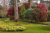 GRAVETYE MANOR, SUSSEX: DAFFODILS AND RHODODENDRONS IN THE WOODLAND, SPRING, FLOWERS, BLOOMS, MARCH