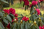 GRAVETYE MANOR, SUSSEX: RED FLOWERS OF RHODODENDRON, SPRING, MARCH, WOODLAND, FLOWERS, BLOOMS, SCENTED, FRAGRANT