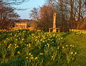 PRIORS MARSTON, WARWICKSHIRE, THE MANOR HOUSE: DAFFODILS WITH VIEW TO MANOR HOUSE BEHIND, MARCH