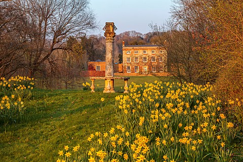 PRIORS_MARSTON_WARWICKSHIRE_THE_MANOR_HOUSE_DAFFODILS_WITH_VIEW_TO_MANOR_HOUSE_BEHIND_MARCH