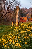 PRIORS MARSTON, WARWICKSHIRE, THE MANOR HOUSE: DAFFODILS WITH VIEW TO MANOR HOUSE BEHIND, MARCH