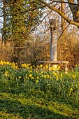 PRIORS MARSTON, WARWICKSHIRE, THE MANOR HOUSE: DAFFODILS GROWING IN THE PARKLAND, MARCH
