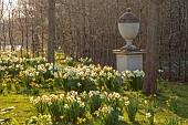 PRIORS MARSTON, WARWICKSHIRE, THE MANOR HOUSE: URN ON PEDESTAL AND DAFFODILS, NARCISSUS, MARCH