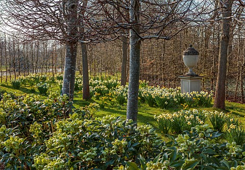 PRIORS_MARSTON_WARWICKSHIRE_THE_MANOR_HOUSE_URN_ON_PEDESTAL_AND_DAFFODILS_NARCISSUS_MARCH
