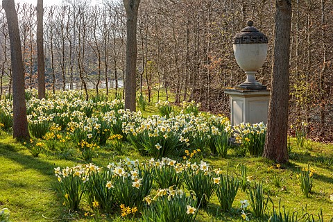 PRIORS_MARSTON_WARWICKSHIRE_THE_MANOR_HOUSE_URN_ON_PEDESTAL_AND_DAFFODILS_NARCISSUS_MARCH