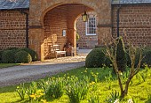 PRIORS MARSTON, WARWICKSHIRE, THE MANOR HOUSE: DAFFODILS, NARCISSUS ON LAWN BESIDE ENTRANCE COURTYARD, MARCH