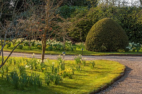 PRIORS_MARSTON_WARWICKSHIRE_THE_MANOR_HOUSE_DAFFODILS_NARCISSUS_MAGNOLIAS_ON_LAWN_BESIDE_ENTRANCE_CO