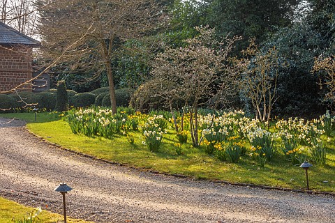 PRIORS_MARSTON_WARWICKSHIRE_THE_MANOR_HOUSE_DAFFODILS_NARCISSUS_MAGNOLIAS_ON_LAWN_BESIDE_ENTRANCE_CO