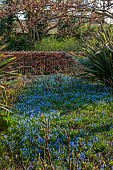 PRIORS MARSTON, WARWICKSHIRE, THE MANOR HOUSE: PHORMIUMS AND BLUE FLOWERS OF SCILLA SIBERICA IN BORDER, MARCH